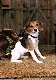 Beagle Mix Black And Brown Beagle Puppy Jack A Bee Jack A Bees Beagle Jack Russell Hybrid Dogs Dog Breeds Beagle Dog Hybrid Dogs