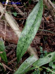 Image result for Oeceoclades maculata × quadriloba