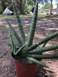 'dwarf boncel' has round, stout leaves that look like little fingers spread out in a fan shape. Sansevieria Cylindrica Boncel Succulents