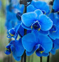 Master Gardeners: Are Blue Orchids Real? The Ultimate Truth ...
