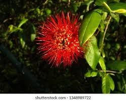 Image result for Combretaceae