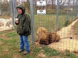 This message contains information from big cat rescue that may be confidential or privileged. The Keeper Has Been Caring For This Lion For 8 Years Picture Of Wisconsin Big Cat Rescue Rock Springs Tripadvisor