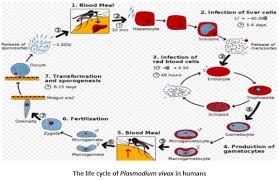 Malaria, which is among the diseases carried by mosquitoes, kills more than 600,000 people a year and affects over 200million. Describe The Life Cycle Of Plasmodium Vivax In A M Class 12 Biology Cbse