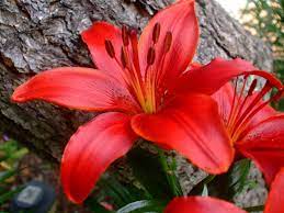 Red Lilies Flowers Wallpapers Red Lily Flower Lily Flower Red Lily
