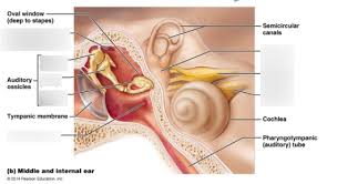 The middle ear cavity is located in the mastoid process of the temporal bone. Inner Ear Diagram Quizlet