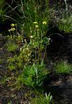 Image result for Senecio ruwenzoriensis