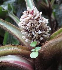 Image result for Palisota schweinfurthii