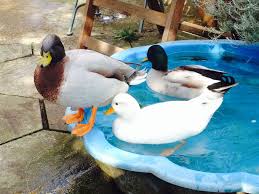 Call Duck Ducks Call Ducks In The Pond 12062ab86083ed07efb0485f Jpg 2048 1536 Duck Calls Animals Duck