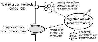 Animal Cell: Structure, Diagram, Functions & Types