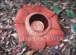 Rafflesia Arnoldii Seven Petal Corpse Flower Rare Flowers Flowers