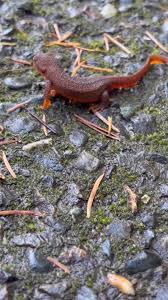 Image result for Craterostigma newtonii