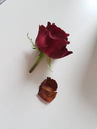 Konservierte rosen kaufen geht immer auch im klassischen ladenlokal. Blumen Fur Die Ewigkeit Rosen Konservieren Funktioniert Das So Einfach Pretty You