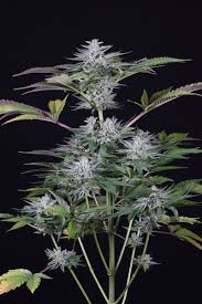 Cookie og is a hybrid strain containing a mixture of both, indica and sativa varieties. Ocean Grown Cookies Buy Ocean Grown Cookies Feminized Cannabis Seeds