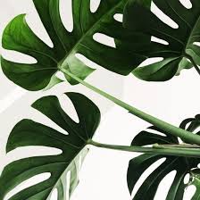 Everything You Need To Know About Monstera Plant Care In 2020 Plants Indoor Plants Low Light Plants