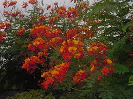 Download and use 10,000+ red flowering bush stock photos for free. Texas Superstar