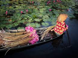 Water Lily Harvest Image Vietnam National Geographic Photo Of The Day Vietnam National Geographic Water Lilies