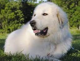 They take on the role of protector very naturally, however. Great Pyrenees Puppies For Sale Wells Providence Akc Champion Breeder Of Superior Great Pyrenees Puppies