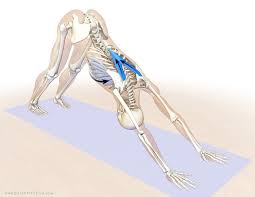 The Daily Bandha Shoulder Kinematics In Yoga Part Ii The Lower Trapezius And Serratus Anterior Yoga Anatomy Bandha Yoga Downward Facing Dog