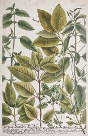 Image result for Clutia angustifolia