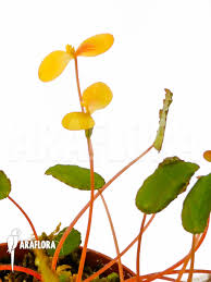 Image result for Begonia scutifolia