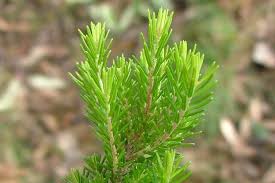 Image result for Erica arborea