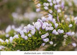 Image result for Fabiana imbricata