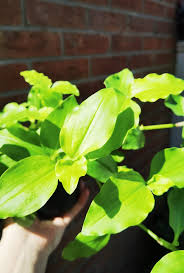 Image result for Commelina benghalensis