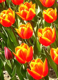 My Favorite Flowers Tulips Pictures Of Spring Flowers Flowers Tulips Flowers