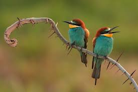 Usbigstore Beeeaters Colors Birds Love Health Life Fashion Beauty Art Live Buy Pets Pet Birds Bee Eater