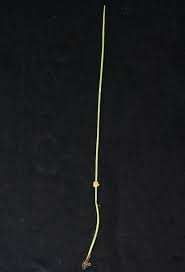 Image result for Schoenoplectiella senegalensis