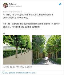 Scientist Discovers That Tree Sexism Might Be A Major Reason Behind Many Spring Allergies Updated In 2021 Tree Sexism Landscaping Plants Japanese Garden