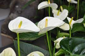 Pin On Anthuriums