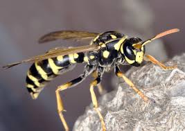 Maybe you would like to learn more about one of these? Bee Wasp Or Hornet Nest Which One Is It Gardening In Michigan