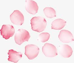 One of the often brightly colored parts of a flower immediately surrounding the reproductive. Pink Petals Creative Pink Petal Png Transparent Clipart Image And Psd File For Free Download Blossoms Art Flower Drawing Peony Flower Pictures