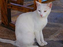 I used the lavender solution. Feral Cat Wikipedia