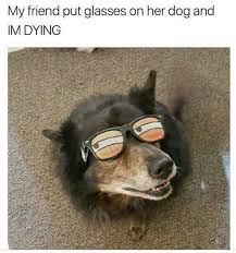 Hilarious Meme Images Animal Memes Funny Pictures Funny Memes Ironic Life Memes Funny Animal Memes Funny Animals Animal Memes