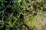 Image result for Cyperus difformis