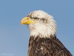 a guide to aging bald eagles and how to distinguish immature