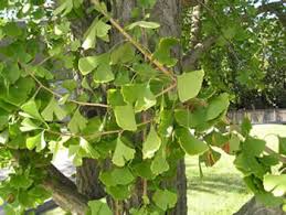All facts about care, location, planting, pests and varieties. Gingko