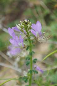 Image result for Cleome stricta