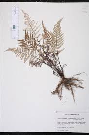 Image result for Pityrogramma calomelanos