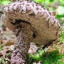 Image result for Strobilomyces strobilaceus