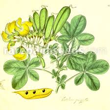 Image result for Crotalaria polysperma