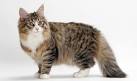 The Complete Guide to The Magnificent Norwegian Forest Cat ...