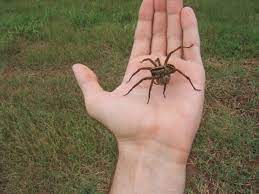 They usually range from a quarter of an inch to approximately 1 and 1/2 inches. Wolf Spider Facts Lifespan Pics Eyes Biggest Bite