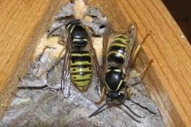 Dies ist der fall bei menschen, die unter der angst vor wespen (spheksophobie) und/oder bienen (apiphobie oder melissophobie) leiden. Wespennest In Der Erde So Verhalten Sie Sich Richtig