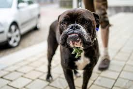 Hier findet ihr tolle ideen für die beschäftigung für hunde! Heiraten Mit Hund Meine Tipps Kk Fotografie Steffi Biller