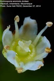 Image result for Gymnosporia arenicola