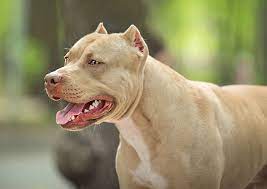 Learn about ear cropping in dogs, why it is done, and what it involves. Is It Cruel To Crop Your Pitbull S Ear Ned Hardy