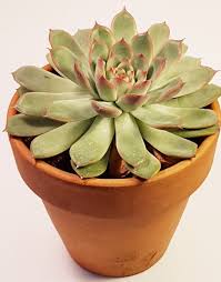 Reconnaitre Et Nommer Les Succulentes Et Les Plantes Grasses Esprit Laita Plantes Grasses Cactus Et Plantes Succulentes Plante